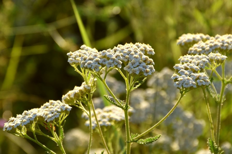 votano axillea1